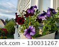 Purple striped petunia in a hanging planter on the window of a village house. 130031267