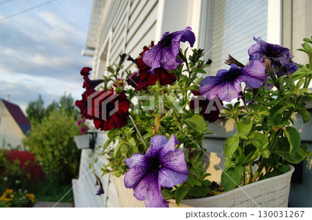 Purple striped petunia in a hanging planter on the window of a village house. Purple striped petunia in a hanging planter on the window of a village house. 130031267