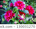 Burgundy dahlias on a bush, close-up 130031270
