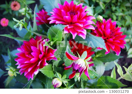 Burgundy dahlias on a bush, close-up 130031270