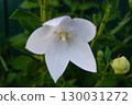 Platycodon grandiflorus, also known as balloon flower 130031272