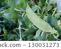 Green pea pods on a bush in a milky ripe garden 130031273