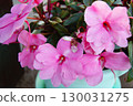 Pink petunia in a pot on the window of a country house. Horizontal photo. 130031275
