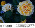 Lovely cream rose in the garden. Macro photography, close-up. Horizontal Photo 130031277
