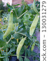 Green pea pods on a bush in a milky ripe garden 130031279