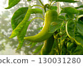 Sweet pepper growing on a bush, horizontal photo, close-up 130031280