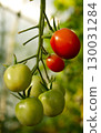 Autumn joys - the harvest of tomatoes on the bush, close-up. 130031284