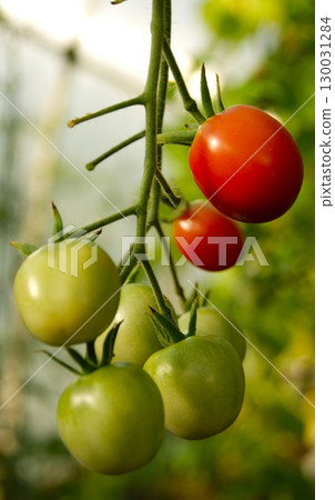 Autumn joys - the harvest of tomatoes on the bush, close-up. Autumn joys - the harvest of tomatoes on the bush, close-up. 130031284