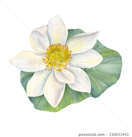 White Lotus Flower on green Leaf. Water lily, Indian lotus, sacred lotus watercolor illustration on isolated background. Hand drawn floral composition for poster, cards, logo, label. 130031431