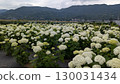 繡球花田和山景 130031434