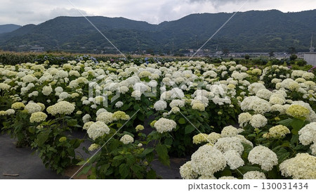 繡球花田和山景 繡球花田和山景 130031434