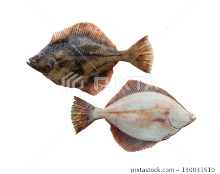 European Flounder isolated on white background European Flounder isolated on white background 130031510