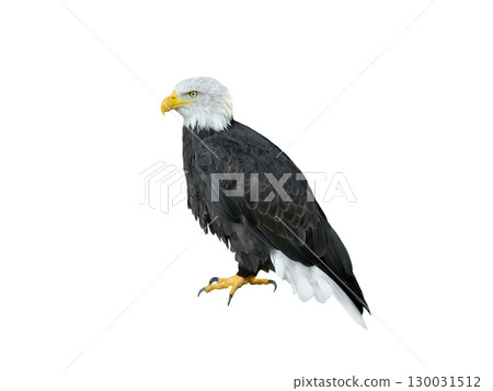 American Eagle isolated on white background 130031512