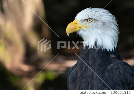 American Eagle on a blurred background 130031513