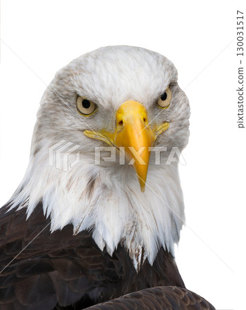 American Eagle isolated on white background American Eagle isolated on white background 130031517