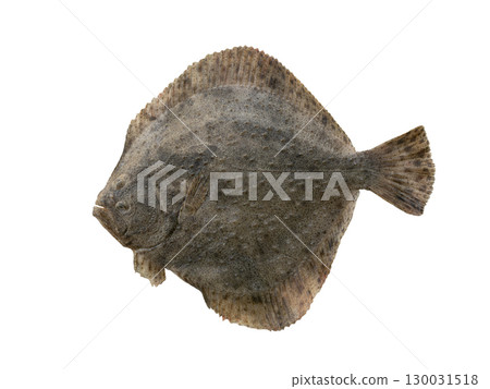 turbot (Scophthalmus maximus) isolated on white background 130031518