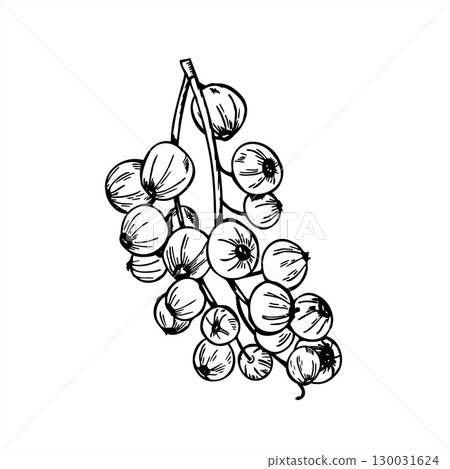 Monochrome black currant berry cluster vector illustration. Hand drawn summer berries harvest realistic graphic sketch. Garden huckleberry line art for healthy food packaging, summer harvest design 130031624