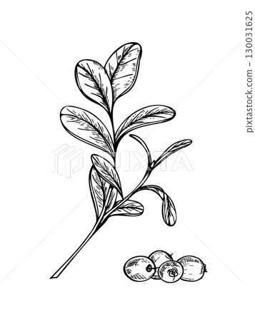 Wild blueberry branch with leaves and ripe berries pile monochrome vector line art black ink etching drawing. Hand drawn forest berry bush sketch for harvest design, horticultural guides, poster 130031625