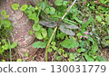 Onyangma 130031779