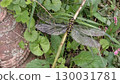 Onyangma 130031781
