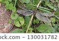 Onyangma 130031782