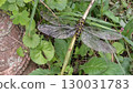 Onyangma 130031783