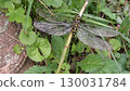 Onyangma 130031784