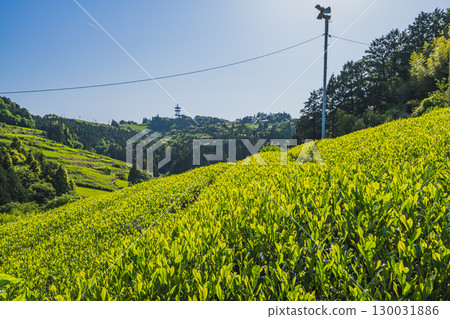 島田市佐用中山茶園風景（靜岡縣） 130031886