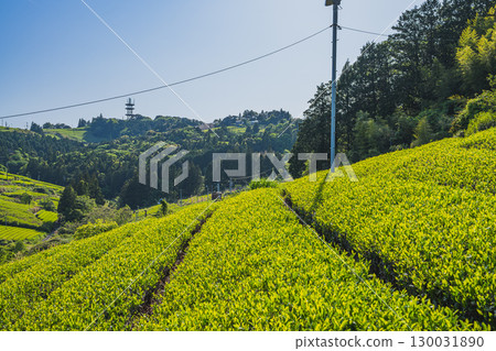 島田市佐用中山茶園風景（靜岡縣） 130031890