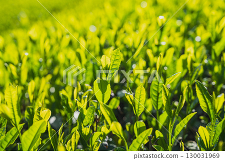 Scenery of the tea fields at Sayo no Nakayama in Shimada City (Shizuoka Prefecture) Scenery of the tea fields at Sayo no Nakayama in Shimada City (Shizuoka Prefecture) 130031969