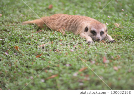 A meerkat staring from afar 130032198