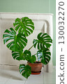 Lush green monstera plant in a terracotta pot, showcasing large leaves against a soft pastel wall, enhancing indoor decor and natural ambiance 130032270
