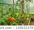 Ripe tomatoes hanging on vine inside greenhouse, surrounded by lush green leaves, showcasing vibrant colors and healthy growth in a controlled environment 130032278