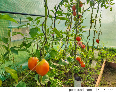 Ripe tomatoes hanging on vine inside greenhouse, surrounded by lush green leaves, showcasing vibrant colors and healthy growth in a controlled environment Ripe tomatoes hanging on vine inside greenhouse, surrounded by lush green leaves, showcasing vibrant colors and healthy growth in a controlled environment 130032278