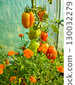 Vibrant tomatoes in various stages of ripeness growing among colorful marigold flowers in a greenhouse, showcasing lush gardening and nature's bounty 130032279