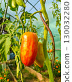 Vibrant ripe bell pepper hanging from green vine in a greenhouse, surrounded by lush foliage and colorful flowers, showcasing agricultural beauty 130032280