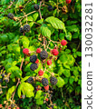 Fresh blackberries and ripe red berries hanging from green vine, showcasing vibrant colors and natural beauty in a lush garden setting 130032281