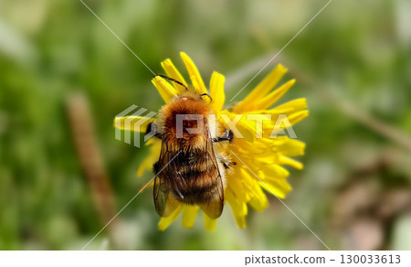 Bumblebee is actively pollinating a wildflower in a lush meadow Bumblebee is actively pollinating a wildflower in a lush meadow 130033613