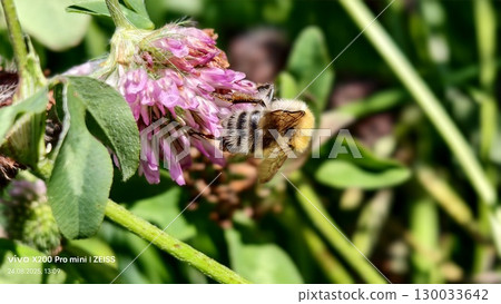 Bumblebee is actively pollinating a wildflower in a lush meadow Bumblebee is actively pollinating a wildflower in a lush meadow 130033642