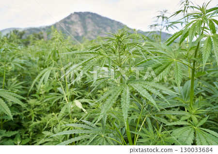 Lush cannabis field under blue sky with mountain in background during daytime Lush cannabis field under blue sky with mountain in background during daytime 130033684