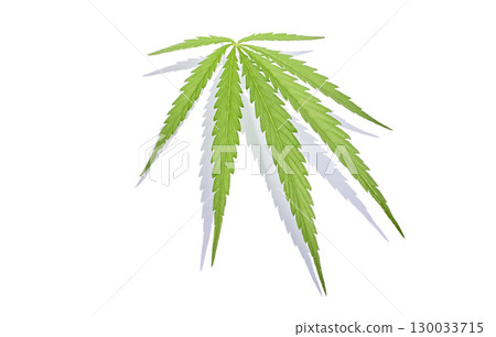 Single green cannabis leaf isolated on white background with detailed texture 130033715