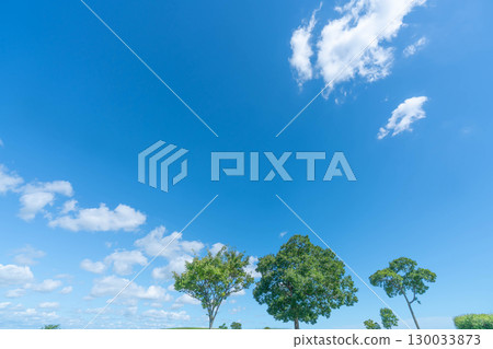 Blue sky, clouds and grove 130033873