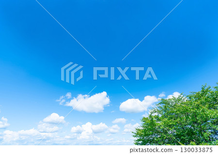 Blue sky, clouds and grove 130033875