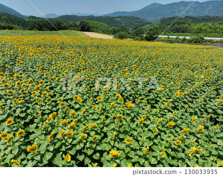 1. Sunflower Field 130033935