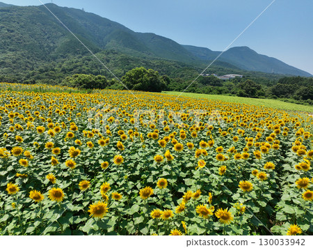 1. Sunflower Field 130033942