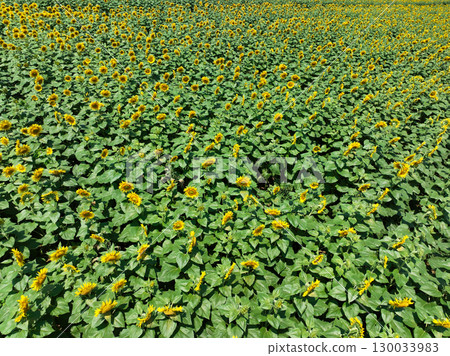 Sunflower field Sunflower field 130033983