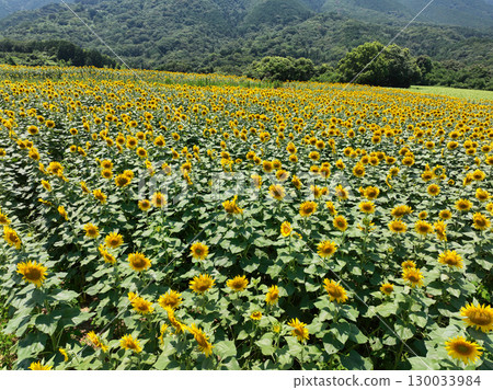 Sunflower field 130033984