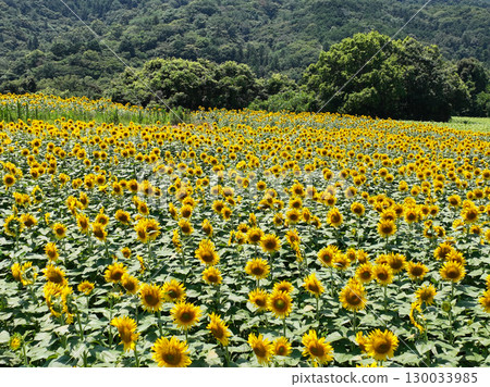 Sunflower field Sunflower field 130033985
