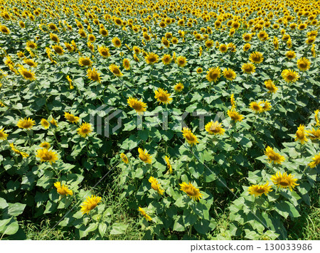 Sunflower field 130033986