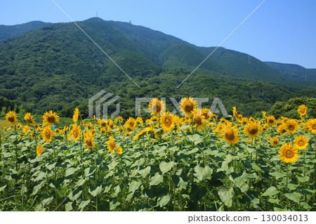 向日葵田 130034013